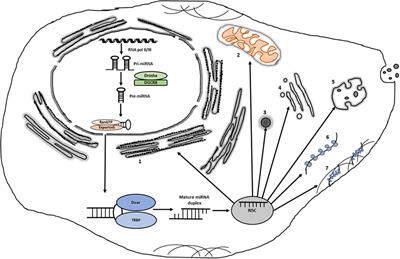 Intracytoplasmic Re-localization of miRISC Complexes